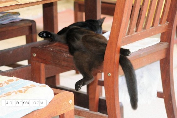 Sleeping Animal (44 pics)