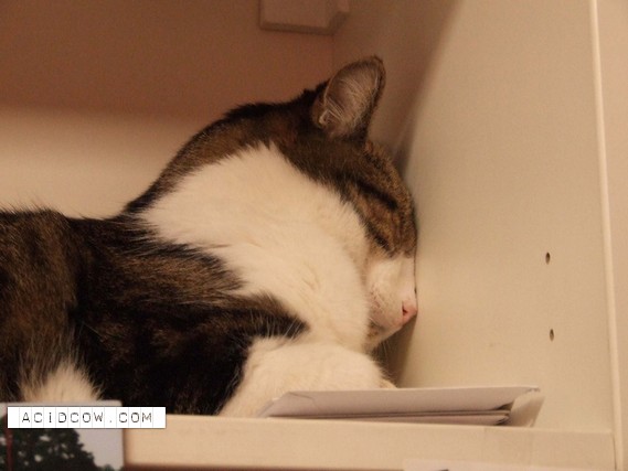 Sleeping Animal (44 pics)