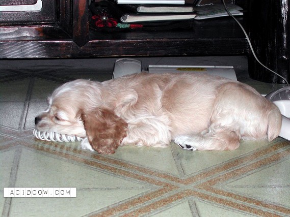 Sleeping Animal (44 pics)