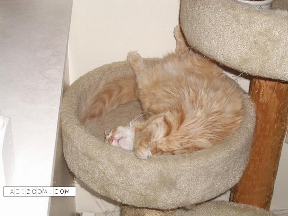 Sleeping Animal (44 pics)