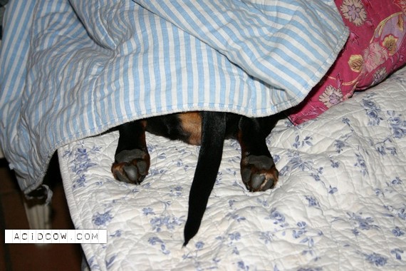 Sleeping Animal (44 pics)