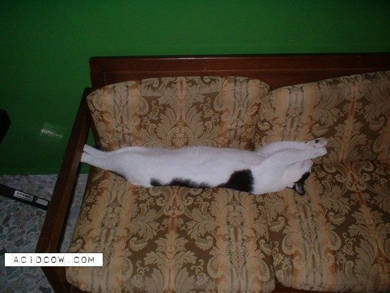 Sleeping Animal (44 pics)