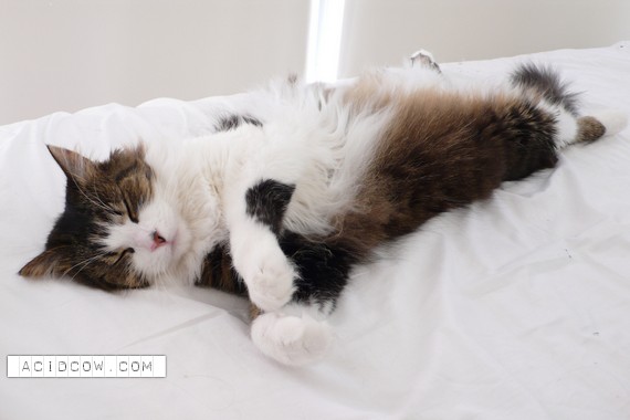 Sleeping Animal (44 pics)