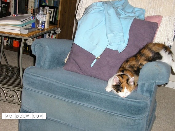 Sleeping Animal (44 pics)