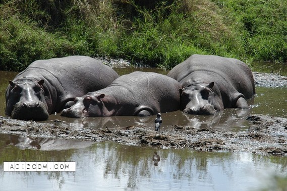 Sleeping Animal (44 pics)