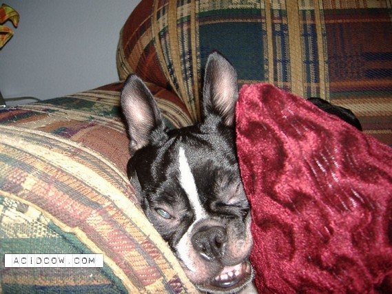 Sleeping Animal (44 pics)