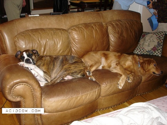Sleeping Animal (44 pics)
