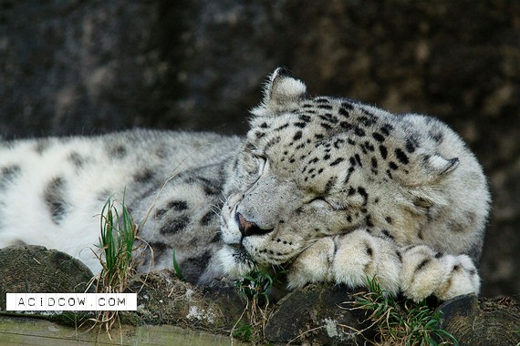Sleeping Animal (44 pics)