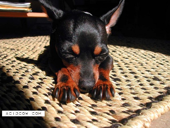 Sleeping Animal (44 pics)