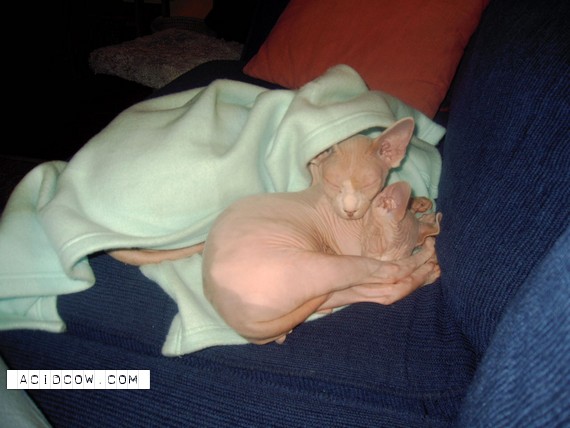 Sleeping Animal (44 pics)