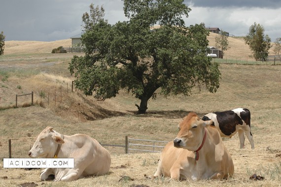 Sleeping Animal (44 pics)