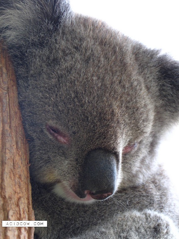 Sleeping Animal (44 pics)