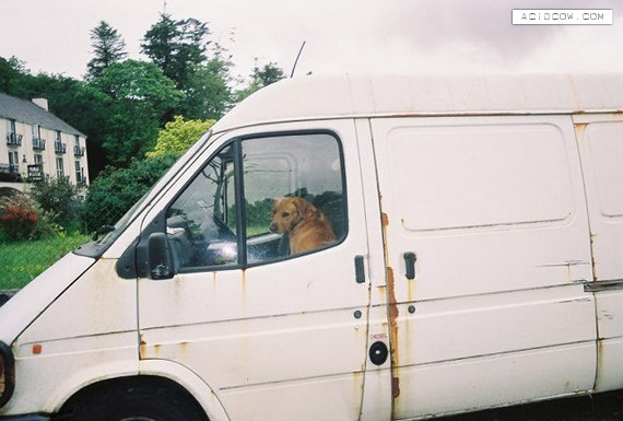 Car and Dog (52 pics)