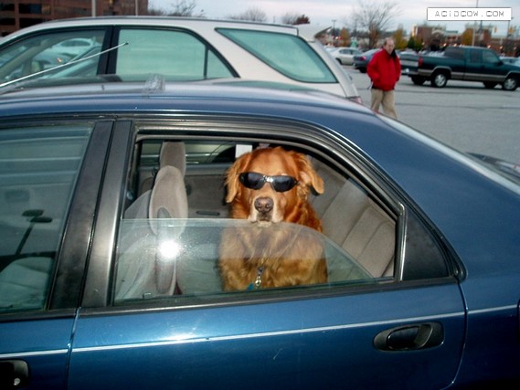 Car and Dog (52 pics)