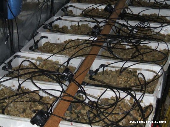 Mobile Marijuana Plantations... (17 pics)