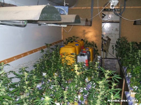 Mobile Marijuana Plantations... (17 pics)