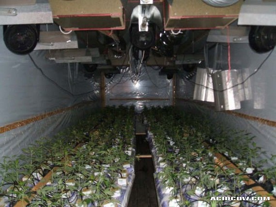 Mobile Marijuana Plantations... (17 pics)