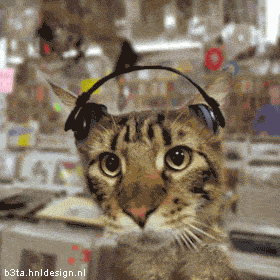 Funny cats! (26 gifs)