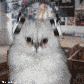 Funny cats! (26 gifs)