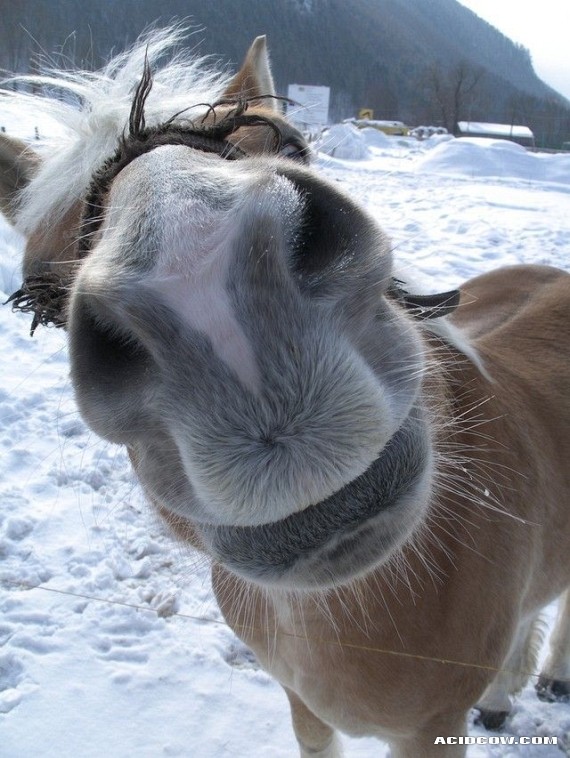 Funny picdump (97 pics)