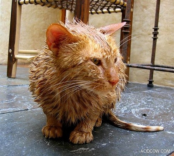 Wet cats (26 pics)