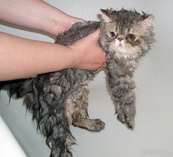 Wet cats (26 pics)