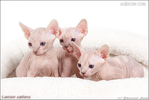 Kittens of Sphinx-cats (35 pics)