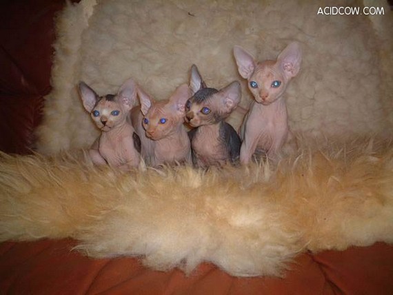 Kittens of Sphinx-cats (35 pics)