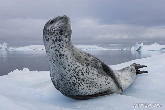 Leopard Seals Hunting (10 pics)