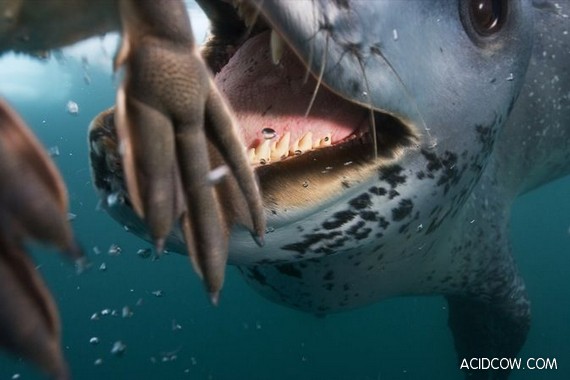 Leopard Seals Hunting (10 pics)