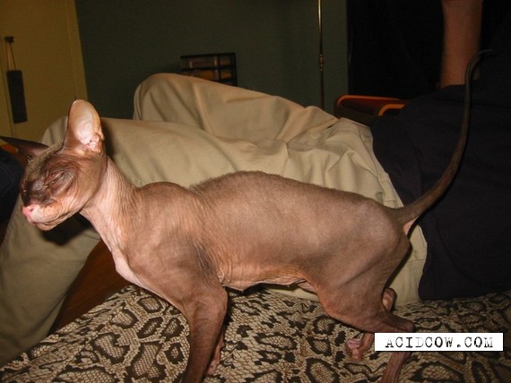 The Sphynx is a rare... (20 pics)