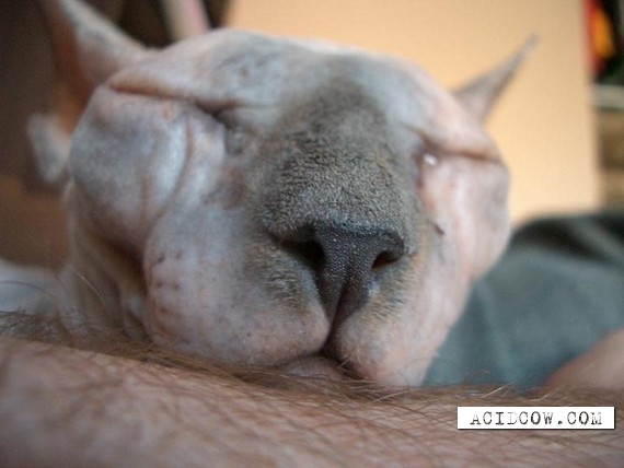 The Sphynx is a rare... (20 pics)