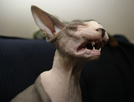 The Sphynx is a rare... (20 pics)