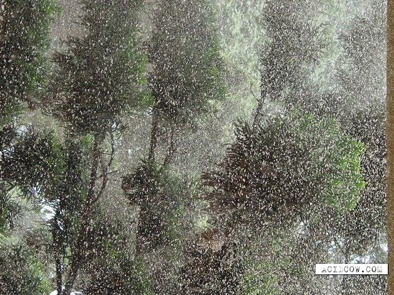 Rain from...? ) (5 pics)