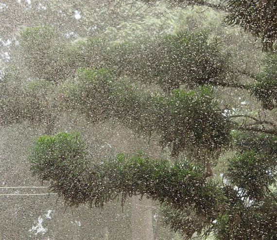 Rain from...? ) (5 pics)