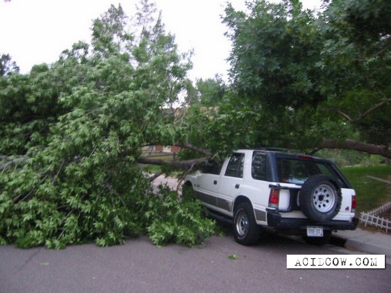 In appearance this usual falling of a tree, but...