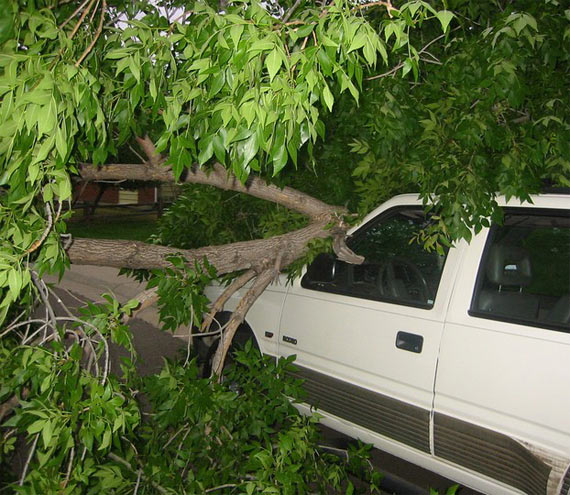 In appearance this usual falling of a tree, but...