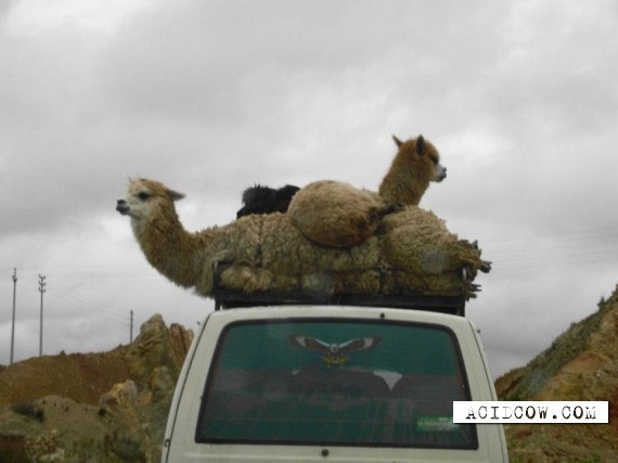 Funny picdump (102 pics)