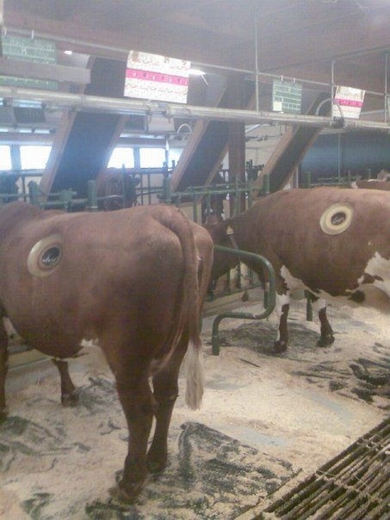 Contemporary cows (3 pics)