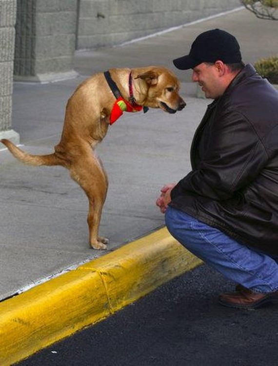 Faith, a bipedal female dog... (10 pics)