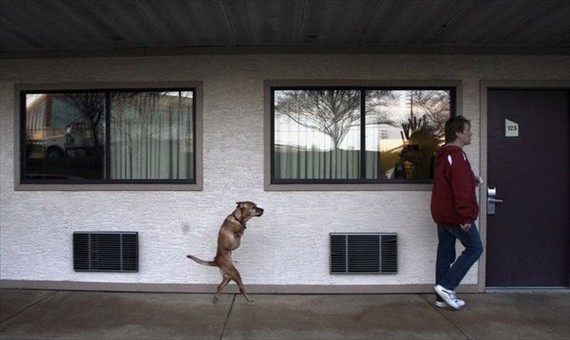 Faith, a bipedal female dog... (10 pics)