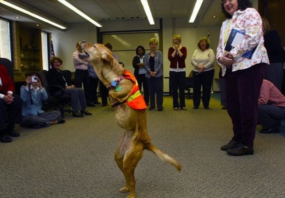 Faith, a bipedal female dog... (10 pics)