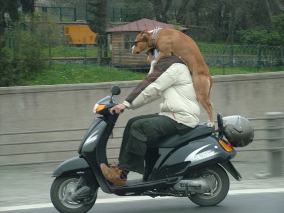 Amazing transportation... (3 pics)