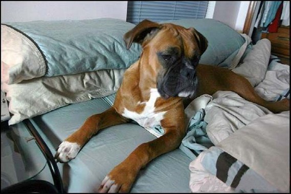 Clever dog (13 pics)