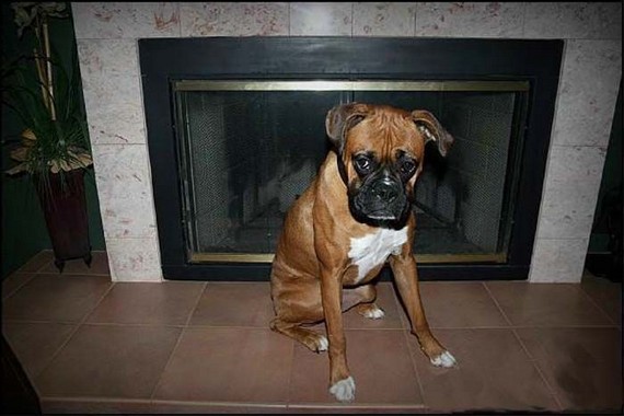 Clever dog (13 pics)