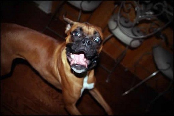 Clever dog (13 pics)