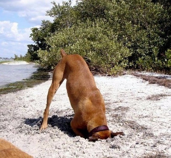 Clever dog (13 pics)