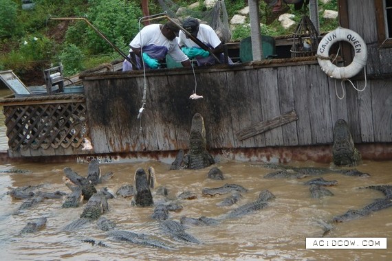 Alligator Farm (9 pics)