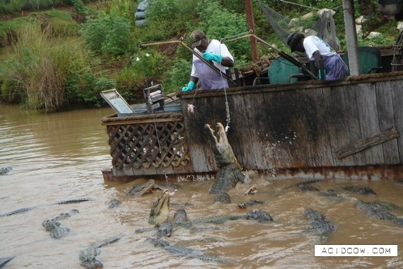 Alligator Farm (9 pics)