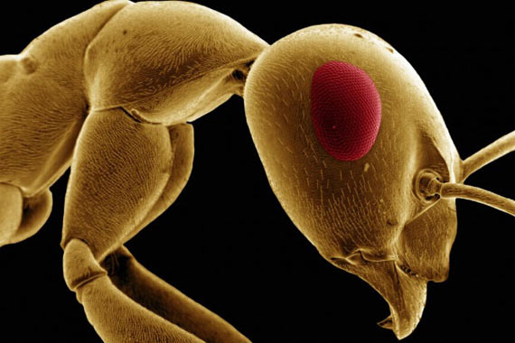 Insects Under a Microscope (32 pics)